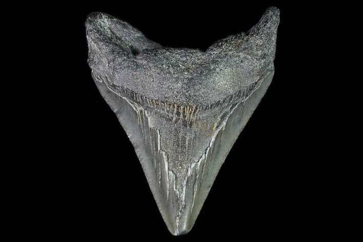 Juvenile Megalodon Tooth - Georgia #75429